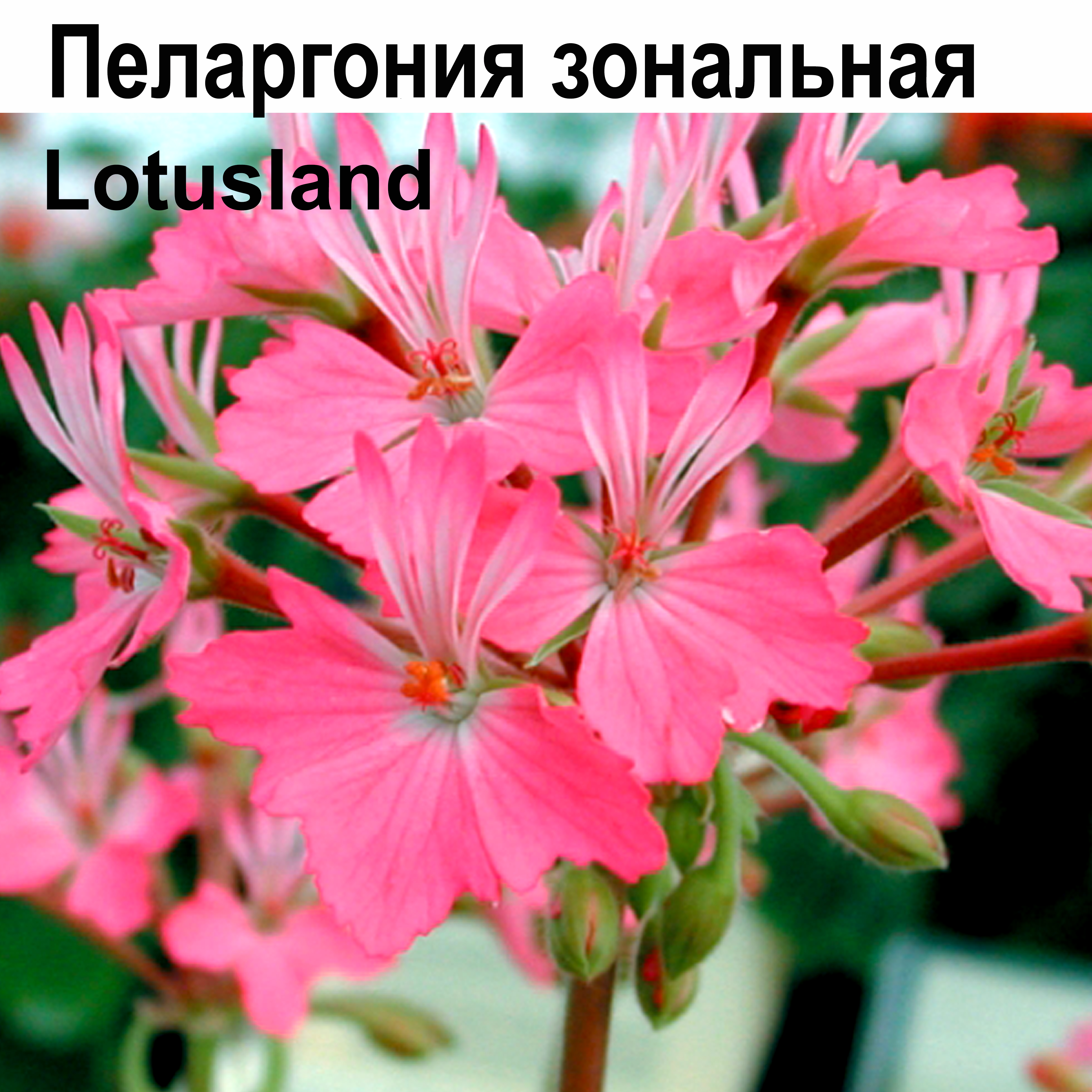 Пеларгония Lotusland