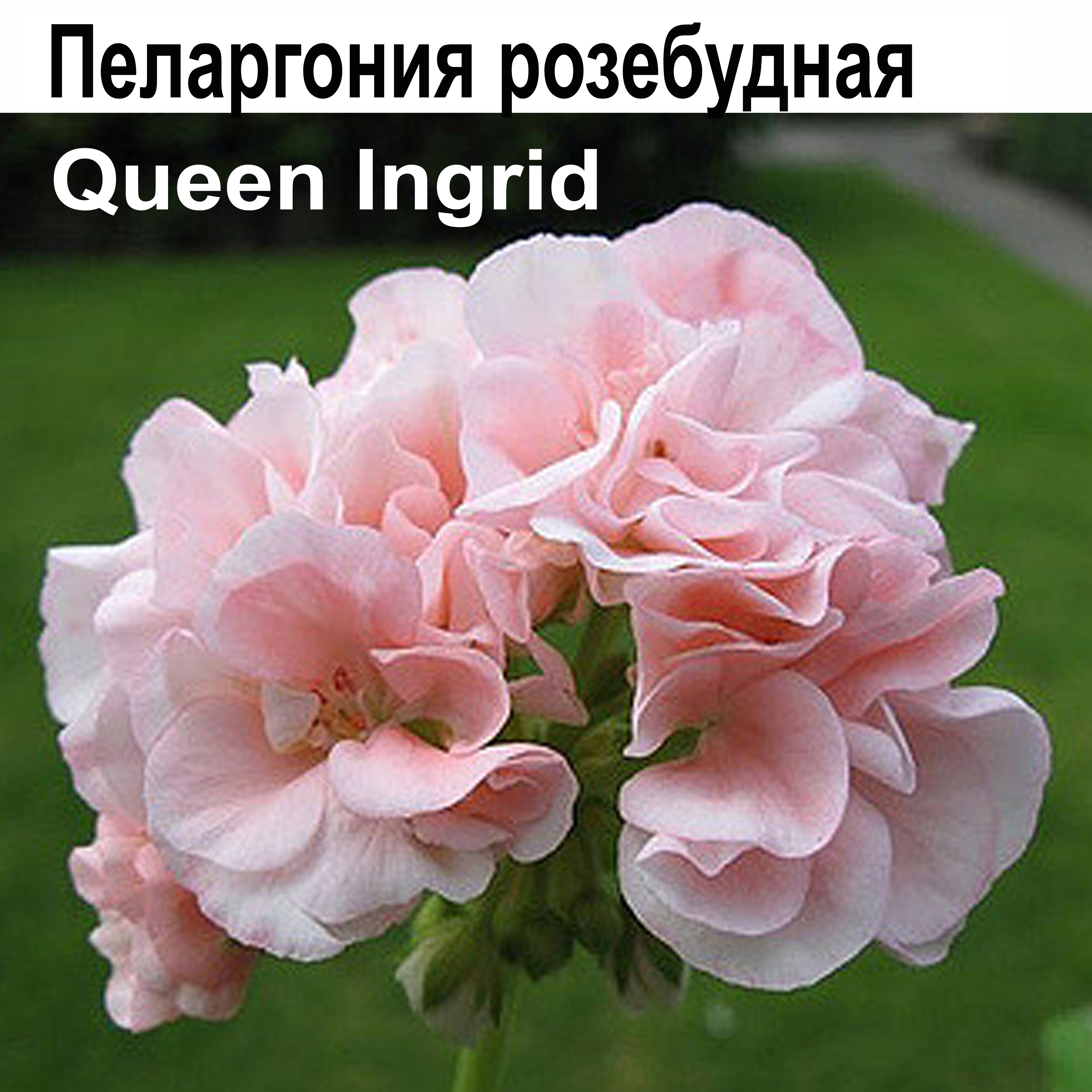 Queen ingrid пеларгония фото и описание