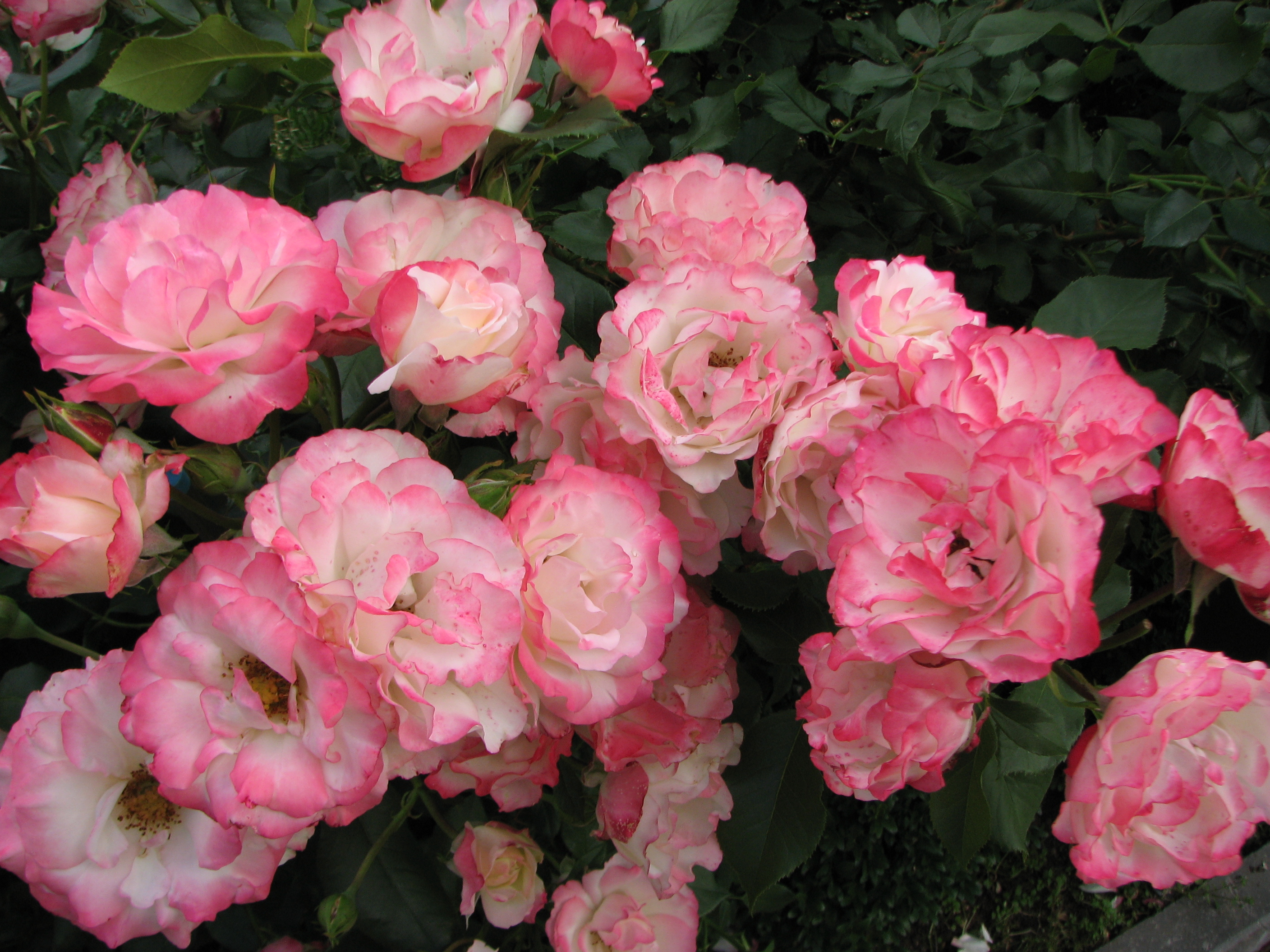 Выращиваем розы с алексеем степановым тема укрытие роз