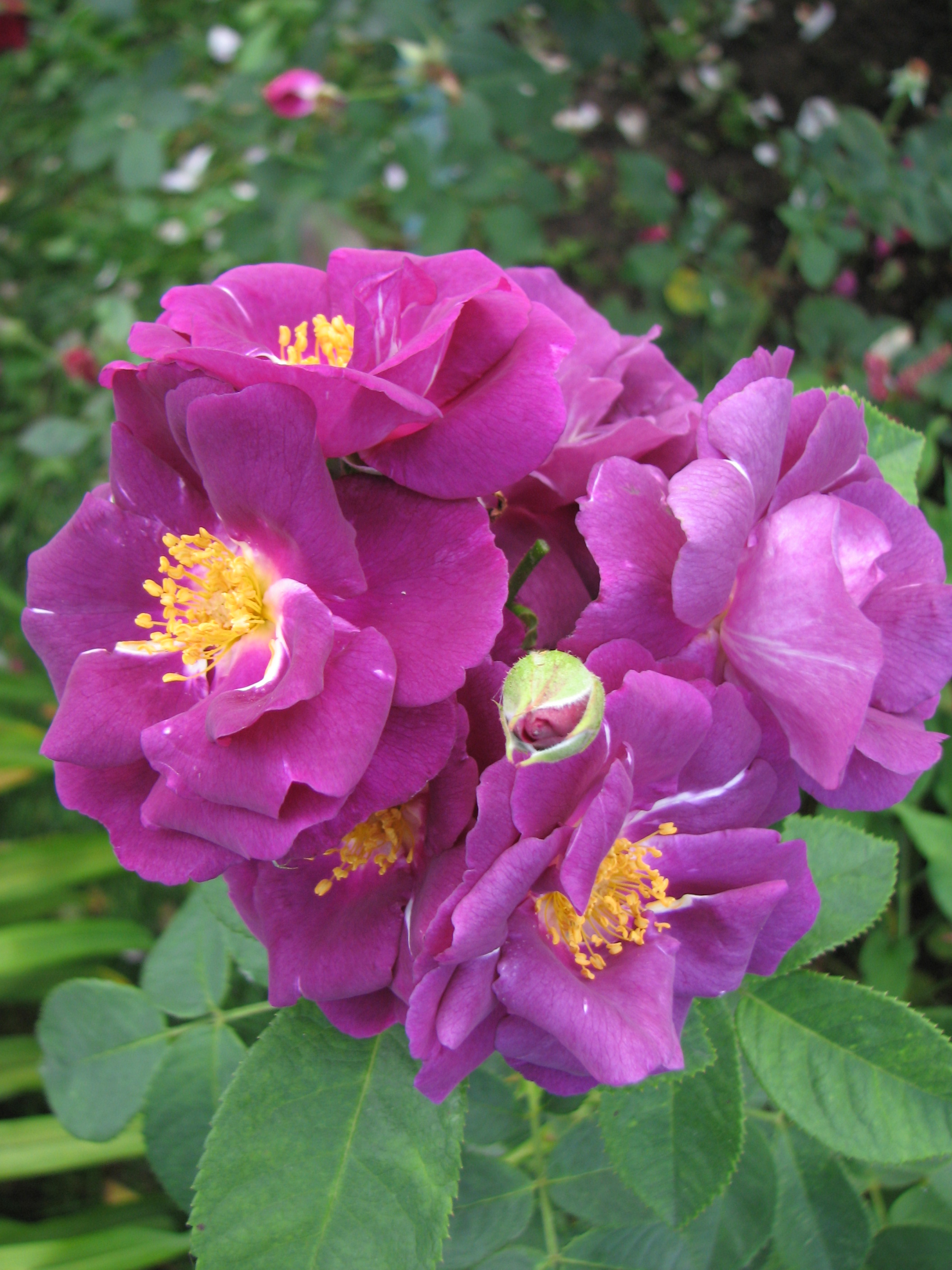 Выращиваем розы с алексеем степановым тема укрытие роз